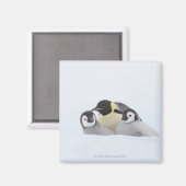 ペンギン皇帝(Aptenodytes forsteri) 2 マグネット (正面/裏面)