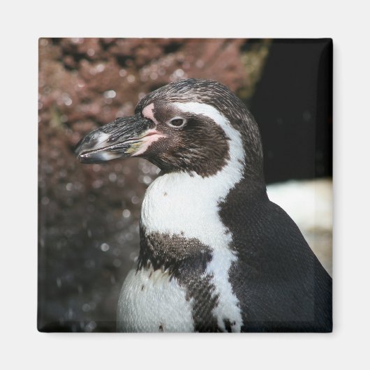 ペンギン磁石 マグネット (正面)