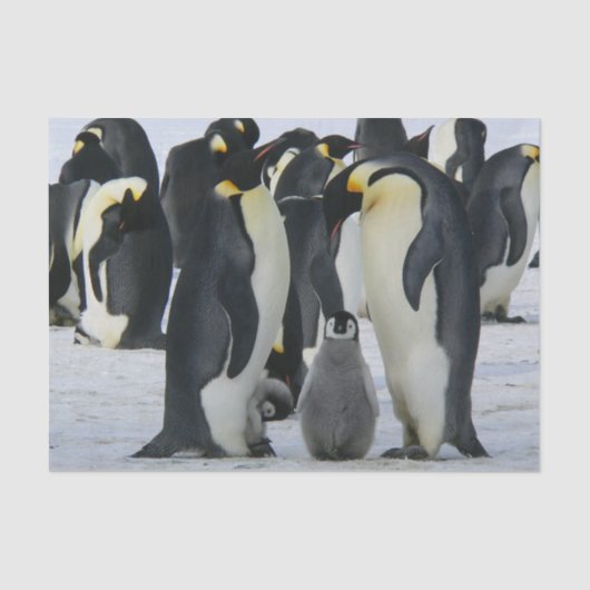 ペンギン科ティッシュペーパー 薄葉紙 (正面)