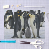 ペンギン科ティッシュペーパー 薄葉紙 (クラフト)