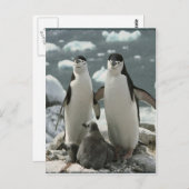 ペンギン科 ポストカード (正面/裏面)