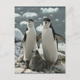 ペンギン科 ポストカード