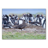 ペンギン素晴らしの群れの前のスクア テーブルナンバー (正面)