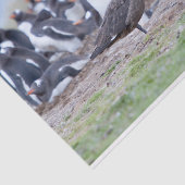 ペンギン素晴らしの群れの前のスクア 薄葉紙 (詳細)