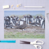 ペンギン素晴らしの群れの前のスクア 薄葉紙 (クラフト)