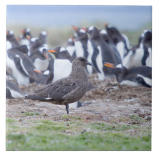 ペンギン素晴らしコロニーの前のシュア タイル