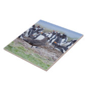 ペンギン素晴らしコロニーの前のシュア タイル (側面)
