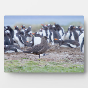 ペンギン素晴らしコロニーの前のシュア フォトプラーク
