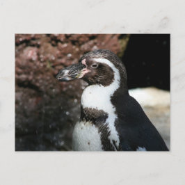 ペンギン葉書 ポストカード