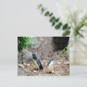 ペンギン葉書 ポストカード (スタンド正面)