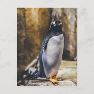 ペンギン製の孤児葉書 ポストカード