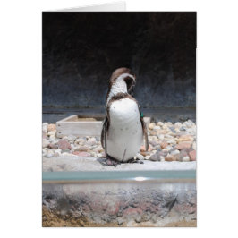 ペンギン