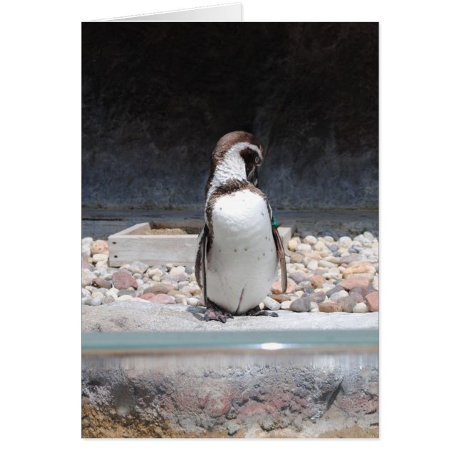 ペンギン (正面)