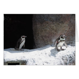 ペンギン