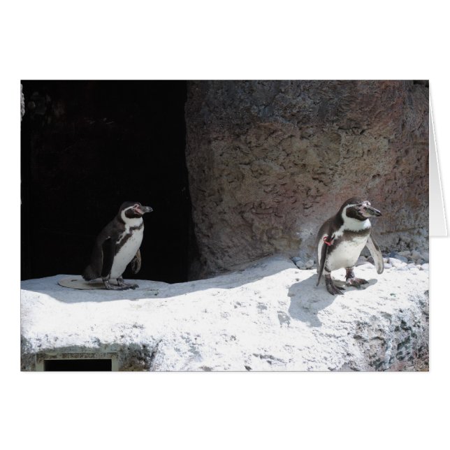 ペンギン (正面横)
