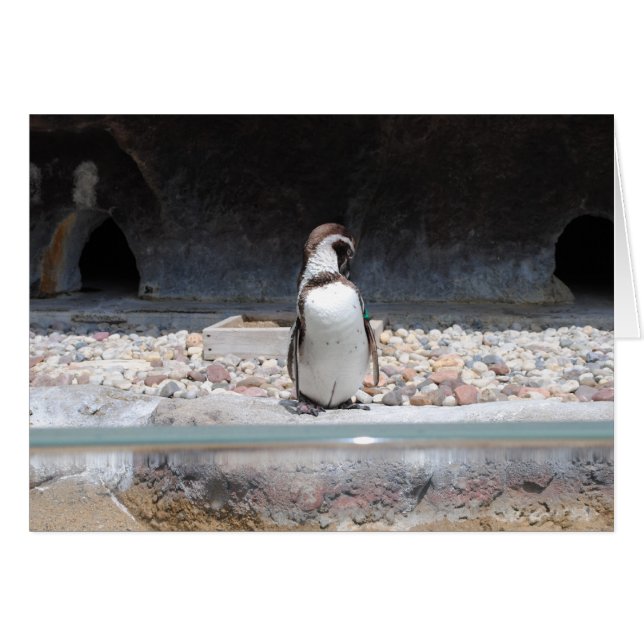 ペンギン (正面横)