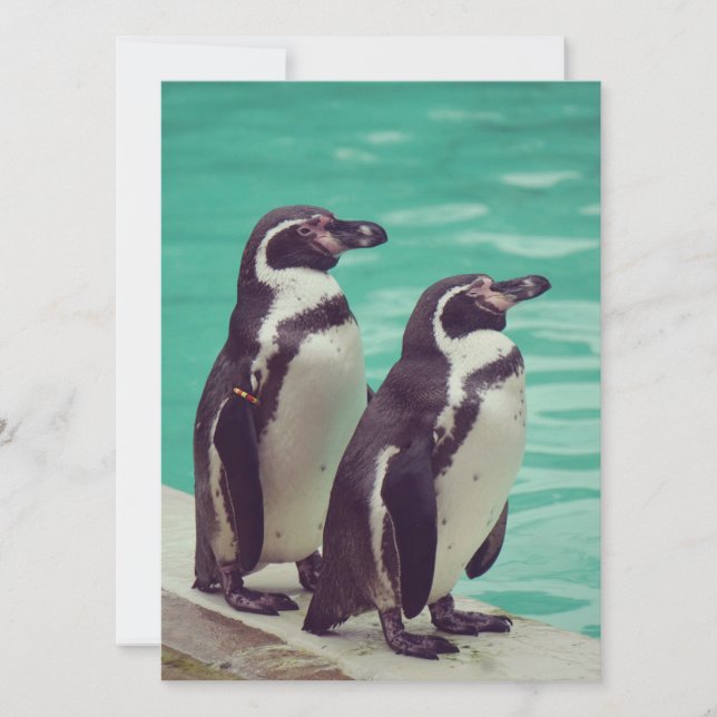 ペンギン (正面)