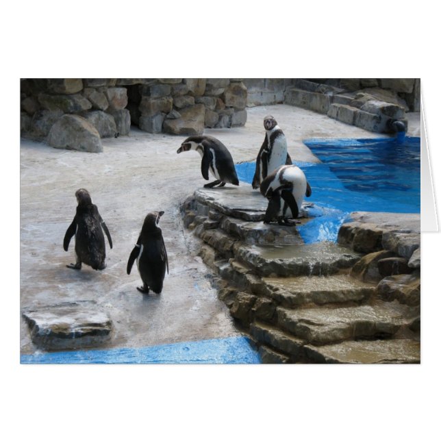 ペンギン (正面横)