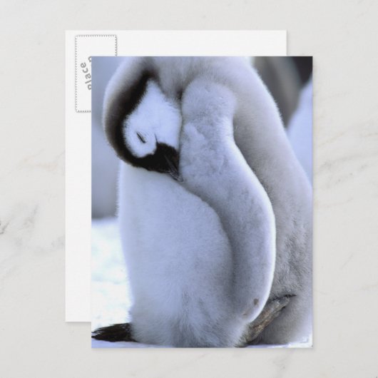 ペンギン | ウェッデル海の南極半島 ポストカード (正面/裏面)