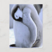 ペンギン | ウェッデル海の南極半島 ポストカード (正面)