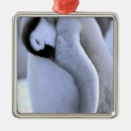 ペンギン | ウェッデル海の南極半島 メタルオーナメント (正面)