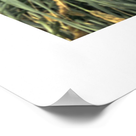 ペンギン・カドル ポスター (角)