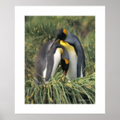 ペンギン・カドル ポスター (正面)