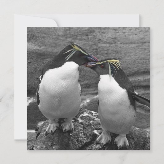 ペンギン カラー スプラッシュ セーブザデート (正面)