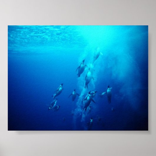 ペンギン ポスター (正面)