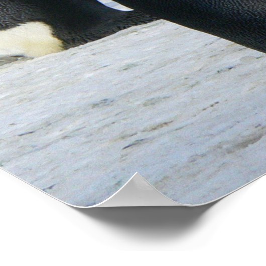 ペンギン ポスター (角)