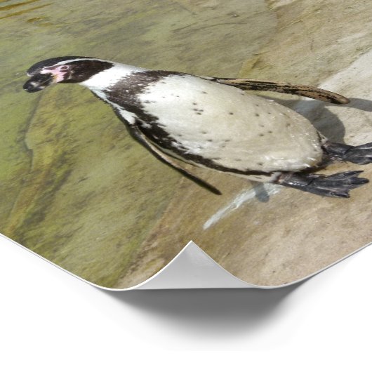 ペンギン ポスター (角)