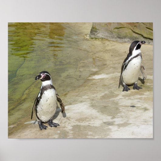 ペンギン ポスター (正面)