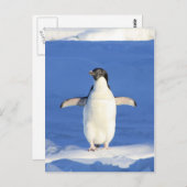 ペンギン ポストカード (正面/裏面)