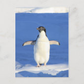 ペンギン ポストカード (正面)