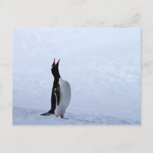 ペンギン ポストカード