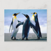 ペンギン ポストカード (正面)