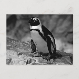 ペンギン ポストカード