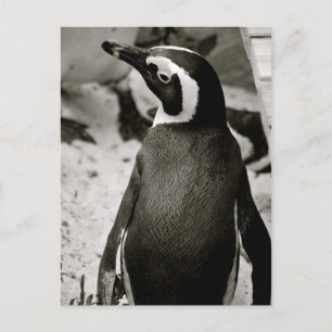 ペンギン ポストカード