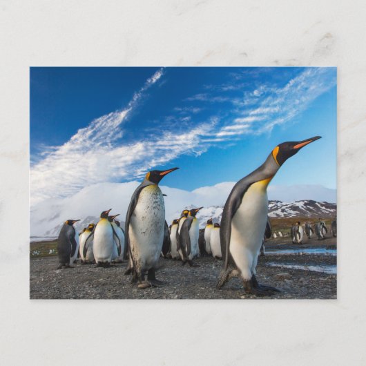 ペンギン – 南グルジアと南サンドイッチ諸島 ポストカード (正面)