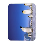 ペンギン | 南極半島 マグネット (縦)