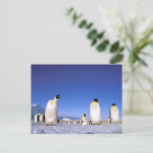 ペンギン | 南極大陸、南極半島 ポストカード (スタンド正面)
