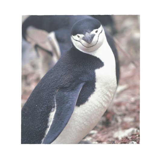 ペンギン 鳥 かわいい 動物 黒 白 水 ノートパッド (正面)