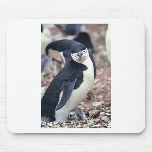 ペンギン 鳥 かわいい 動物 黒 白 水 マウスパッド (正面)