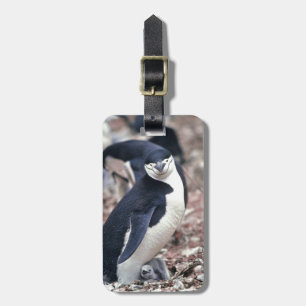 ペンギン 鳥 かわいい 動物 黒 白 水 ラゲッジタグ