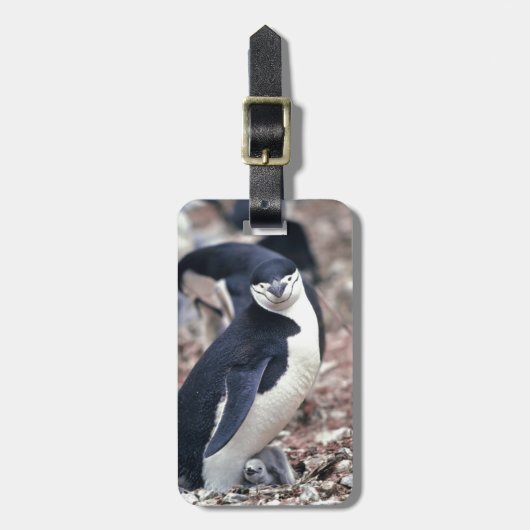 ペンギン 鳥 かわいい 動物 黒 白 水 ラゲッジタグ (正面縦)