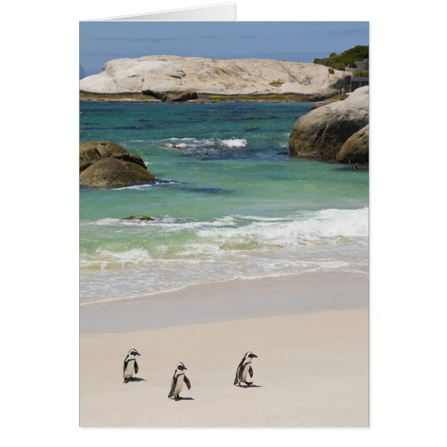 ペンギンat大きい石ビーチ、サイモンズタウン、サウス2 (正面)