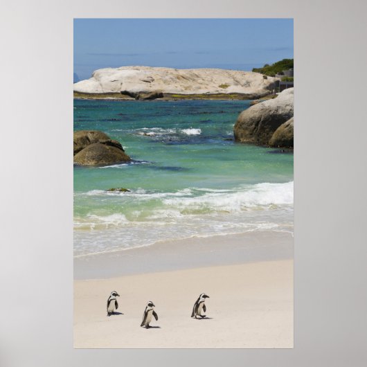 ペンギンat大きい石ビーチ、サイモンズタウン、サウス2 ポスター (正面)