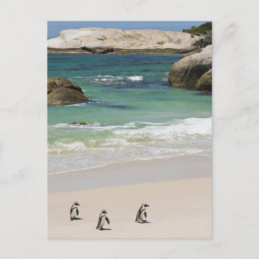 ペンギンat大きい石ビーチ、サイモンズタウン、サウス2 ポストカード (正面)