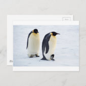 ペンギ凍っていン氷雪鳥かわいい動物を天気に ポストカード (正面/裏面)