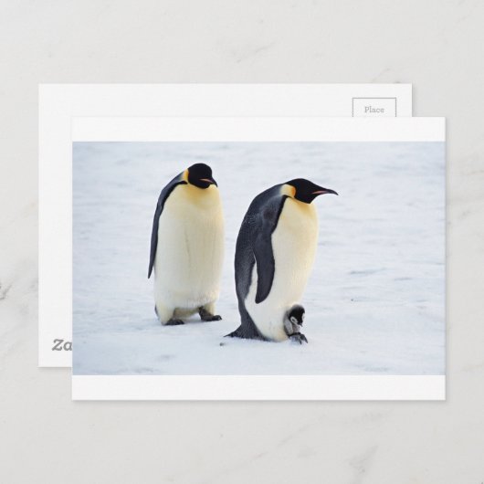 ペンギ凍っていン氷雪鳥かわいい動物を天気に ポストカード (正面/裏面)